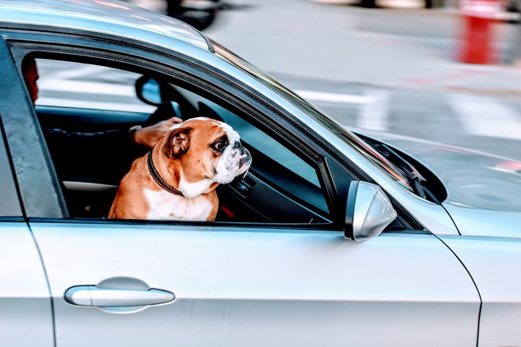 車に乗るパグ