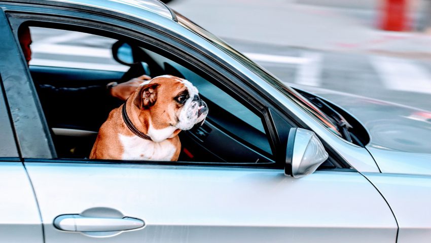 車に乗るパグ